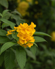 Tecoma stans (Yellow trumpet flower)