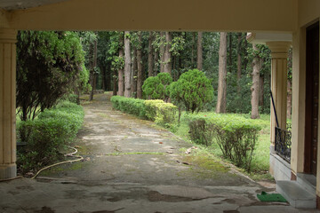 A peaceful walkway framed by lush green hedges and tall trees, viewed from a shaded porch. The moss-covered path leads into the tranquil forest.