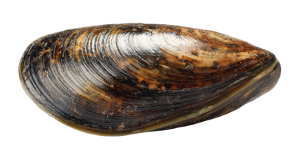 Clamber artwork on black backdrop artwork presents clamber form isolated on stark black plane