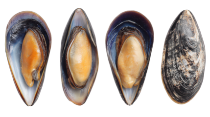 Neatly arranged row of fresh musselins fresh bivalves presented in neat row for display