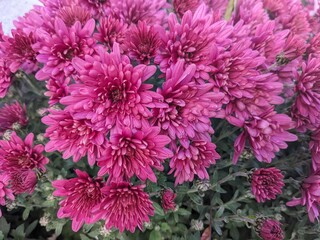 pink chrysanthemum flowers