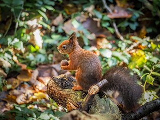 a red squirrel in autumn on Anglesey