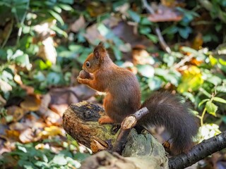 a red squirrel in autumn on Anglesey