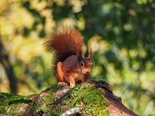 a red squirrel in autumn on Anglesey
