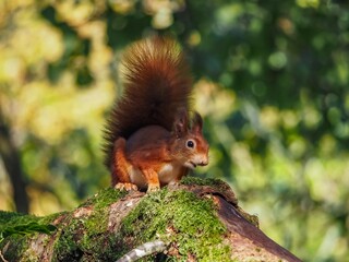 a red squirrel in autumn on Anglesey