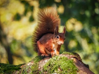 a red squirrel in autumn on Anglesey