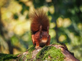 a red squirrel in autumn on Anglesey