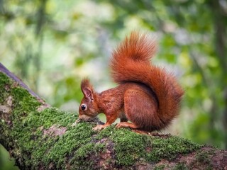 a red squirrel in autumn on Anglesey