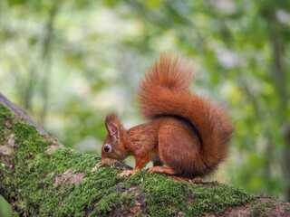 a red squirrel in autumn on Anglesey