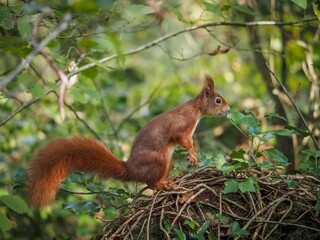 a red squirrel in autumn on Anglesey