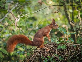 a red squirrel in autumn on Anglesey