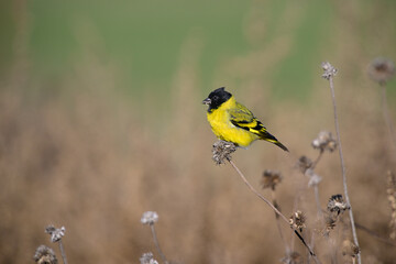 Hooded Siskin, in Calden Forest environment, La Pampa, Argentina.