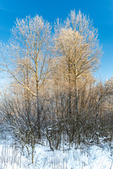 Trees in the Białowieża Forest in winter.