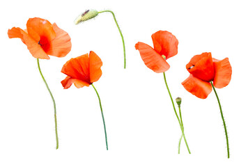 Flanders poppies, Papaver rhoeas, flowers and a bud isolated on a transparent background