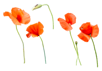 Flanders poppies, Papaver rhoeas, flowers and a bud isolated on a transparent background