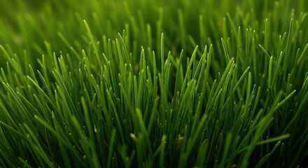 Close-up of vibrant green herbage thriving in natural light, showcasing fresh growth and botanical detail, ideal for natural themes ,ecosystem ,plant ,detail