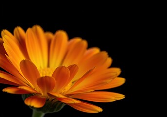 Obraz premium Close-up of vibrant orange and yellow calendula petals, showing delicate texture and natural beauty, perfect for botanical themes ,skincare ,golden ,petal
