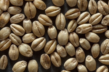 Macro View of Hulled Barley Grains