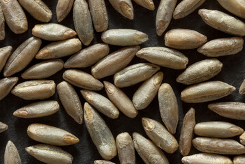 Macro View of Whole Rye Grains