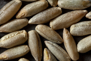 Ultra Closeup of Rye Grain Texture