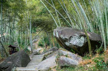 A bamboo grove and a path on a hillside in summer.