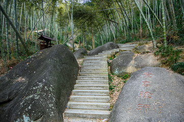 A bamboo grove and a path on a hillside in summer.
