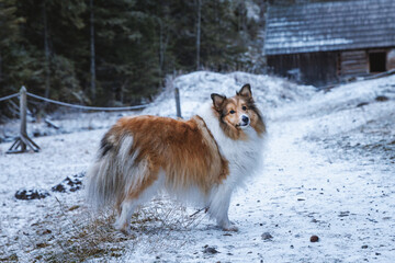 Rough collie standing in snowy forest clearing