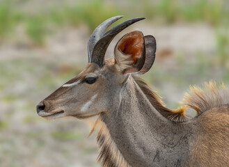 Young male kudu, Tragelaphus strepsiceros, Namibia