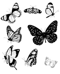 A set of black and white butterflies drawn on a transparent PNG background. Illustration of cute butterflies for design.