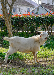 white goat on the meadow