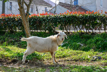 goat on the farm
