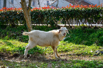 goat on the farm