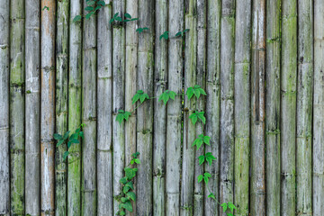 Fototapeta premium Old bamboo fence with green leaves, Bamboo fence background