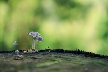 Mushroom growing on a tree trunk, Wild mushrooms