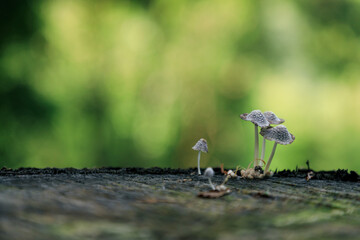 Mushroom growing on a tree trunk, Wild mushrooms