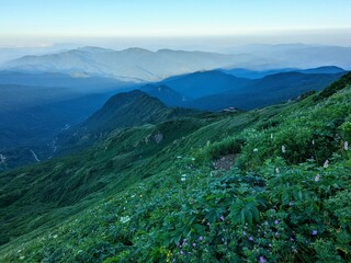 flowers blooming on Kankoshindo Route at Mt. Hakusan in Hakusan City, Ishikawa Prefecture, Japan, on a July morning.