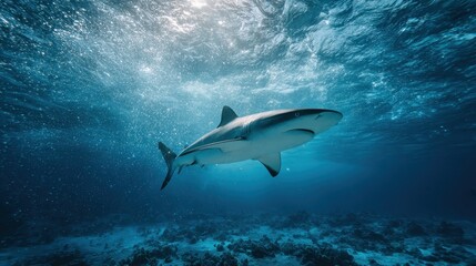 Fototapeta premium Swimming shark gliding through clear ocean waters with sunlight filtering from above