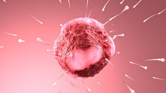 Highly detailed 3D medical illustration depicting multiple sperm cells approaching a textured human egg cell in a soft pink background. Emphasizes biological reproduction and fertility concepts, ideal
