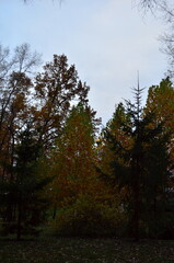 autumn in the forest