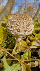 Close-up of a parasol mushroom on a carpet of yellow and green autumn leaves, Botanical Garden, Kyiv, Ukraine. Vertical macro photo highlighting natural texture and fall atmosphere.
