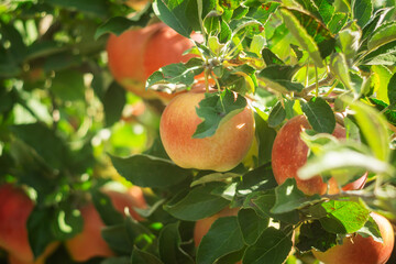 Ripe red apples hanging on tree branches in a sunny orchard with green leaves and natural light.