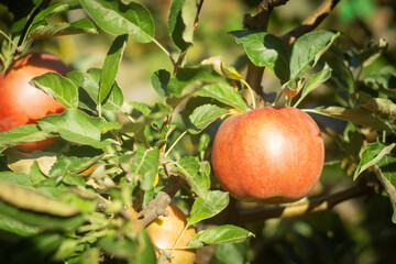 Ripe red apples hanging on tree branches in a sunny orchard with green leaves and natural light.