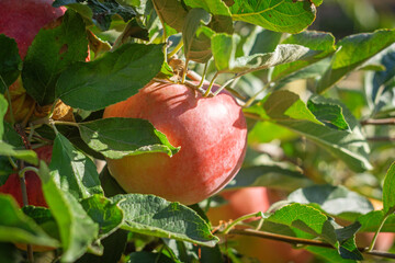 Ripe red apples hanging on tree branches in a sunny orchard with green leaves and natural light.