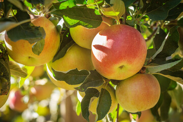 Ripe red apples hanging on tree branches in a sunny orchard with green leaves and natural light.