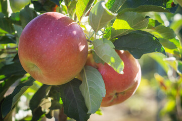 Ripe red apples hanging on tree branches in a sunny orchard with green leaves and natural light.
