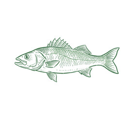Fishing club artwork. Fish hand sketch graphic print design for t shirt print, poster, sticker, background and other uses. Seafood restaurant artwork.