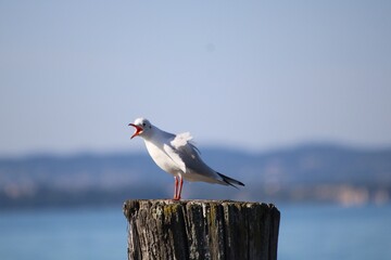 Howling seagull in Lazise, Lake Garda
