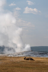 Old Faithful and Sleeping Bison, Yellowstone National Park, Wyoming