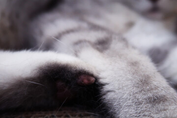 Obraz premium Cat foot with pink paw and fluffy fur