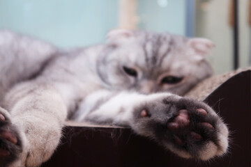 Cat calm and relax , American shorthair classic silver in living room 